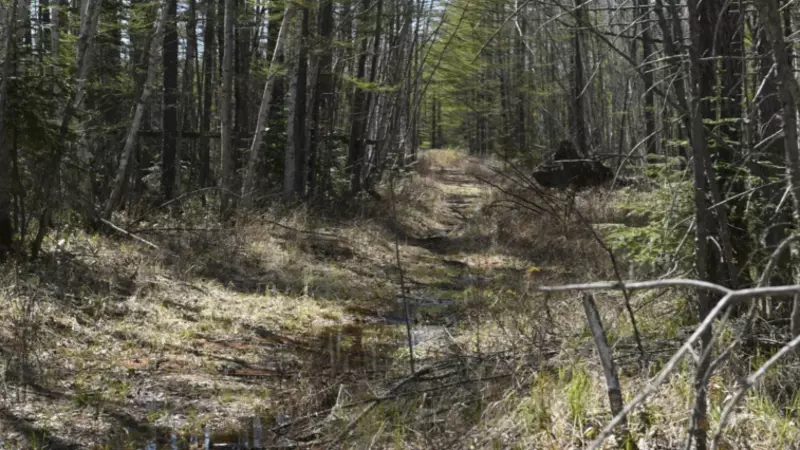 На Сахалине две девушки пропали в лесу. Их автомобиль застрял на плохой дороге