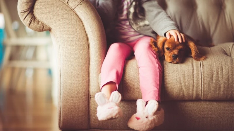 Кинологи РКФ назвали главные правила при выборе первого домашнего питомца