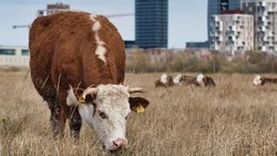Сахалинский климат идеален для коров: островной завод ежесуточно производит 50 тонн молока