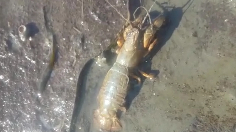 Стеснительный рак-крот попал в объективы камер сахалинцев