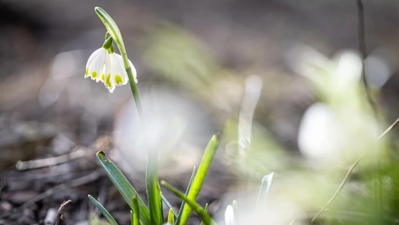 Тепло и без осадков: прогноз погоды на Сахалине и Курилах 22 марта