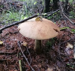 Сахалинцы похвастались урожаем грибов в соцсетях: ФОТО 