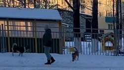 Домашние собаки напали на женщину в Поронайске