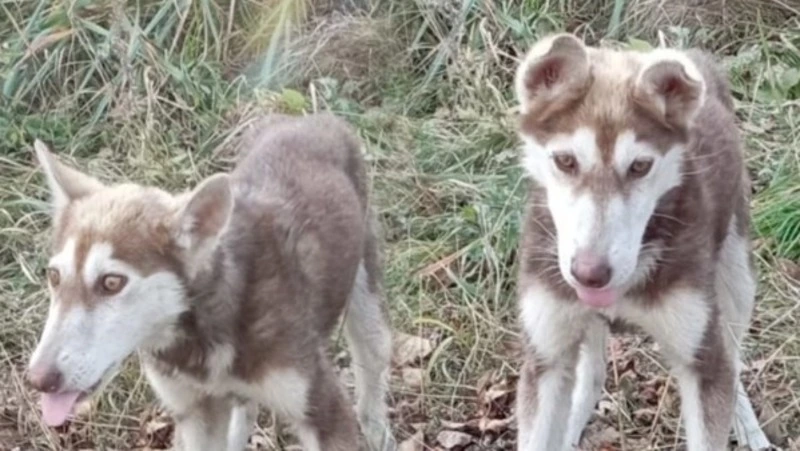 Сахалинцев просят построить зимний вольер для брошенного хаски