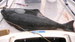 Улов палтуса без документов рыбаки Сахалина доставили в Приморье