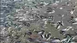 «Как угорелая»: рыба заполонила морское побережье в Томаринском районе днем 18 апреля
