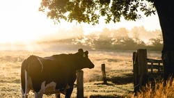 «Все свежее»: сахалинский фермер собирается разводить индюков и производить говядину