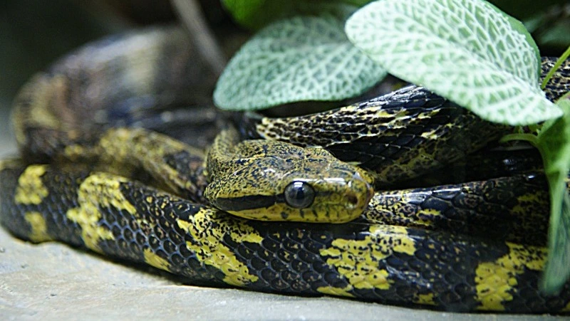 Народные приметы на 12 июня 2024 года. Что нельзя делать в Змеиный праздник