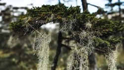 «Природные гирлянды»: лишайник уснея украсил деревья острова Кунашир