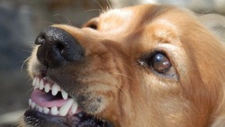 В СПЧ предложили создать систему учета всех российских собак