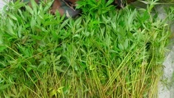 Полицейские изъяли 63 куста конопли у пожилого жителя Корсакова