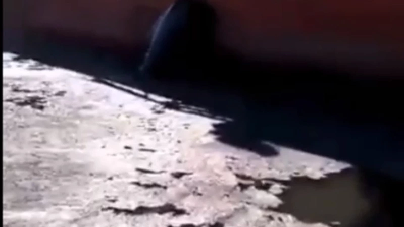 Названа дата ликвидации мазутного пятна в порту Бошняково