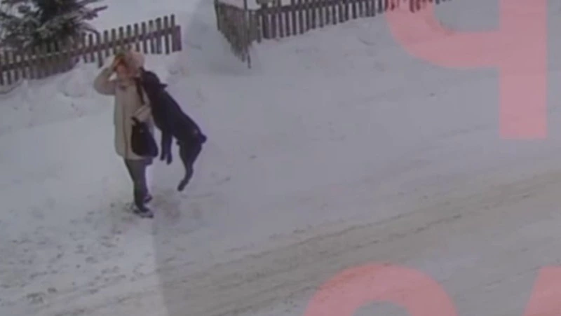 Власти отреагировали на нападение собаки на девочку в Березняках