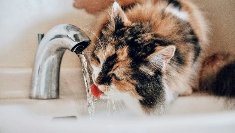 Десятки жителей Южно-Сахалинска остались без холодной и горячей воды 18 июня