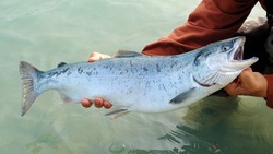 Свежую рыбу привезли в 10 населенных пунктов Сахалинской области 16 августа