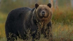 Медведя заметили в центре Курильска