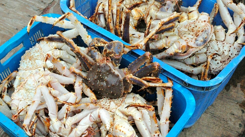 Сахалинцы продолжают борьбу за исторический принцип распределения водных биоресурсов