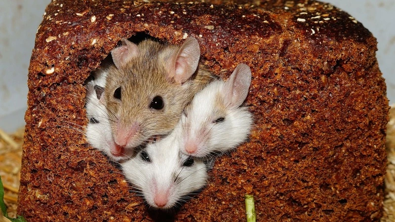 Сахалинка обнаружила в «Наполеоне» «мышиный помет»