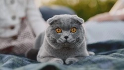 Закон о штрафах за нерегистрацию собак и кошек прошел первое чтение на Сахалине