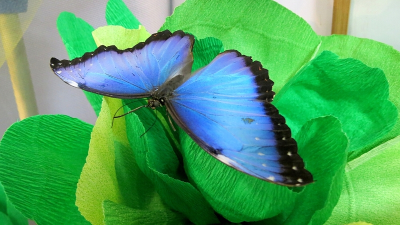 Сахалинки дарят любимым мужчинам живых насекомых