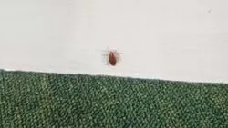 В южно-сахалинском детском клубе резвятся тараканы