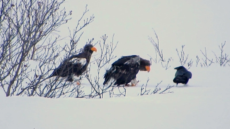 Курильчанин запечатлел попытку вороны отнять добычу у белоплечего орлана (ВИДЕО)