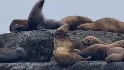 Экоактивисты рассказали, чем помочь сивучу с глубокими бороздами на шее в Невельске