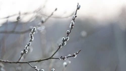 Потепление до +12 градусов и юго-западный ветер: прогноз погоды в Южно-Сахалинске на 16 апреля  