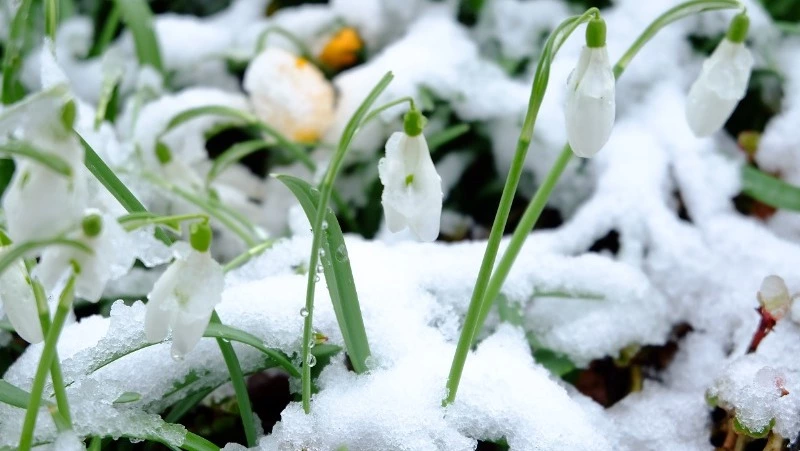 Синоптики уточнили прогноз погоды на 8 марта в Сахалинской области