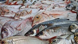 Эксперты озвучат итоги путины на Сахалине