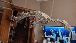 Биолог из Мурманска показала скелет сахалинского тюленя