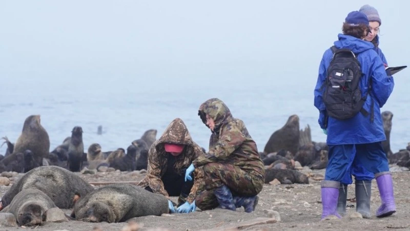 Сахалинские волонтеры спасли от пластика и сетей более 150 тюленей