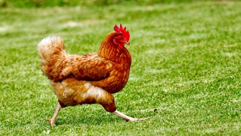 Из Мордовии на Сахалин привезли 11 тонн замороженного мяса цыплят с антибиотиками