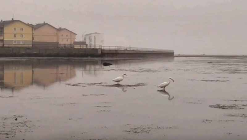 На юге Сахалина застали пернатых рыбаков за трапезой     