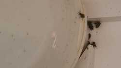 Сотни черных жуков не хотят покидать жилой дом на Курилах