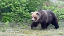 Житель Итурупа обрадовался долгожданной встрече с медведем
