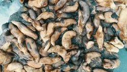 Старт морской навигации дали на Сахалине 