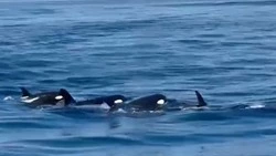 Балет косаток заснял очевидец у берегов Итурупа