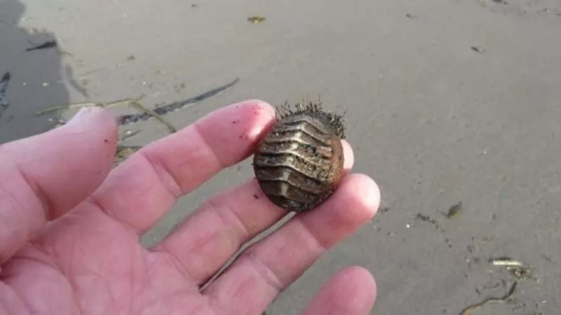 «В пищу не употребляют»: ученые изучили выброшенных на Курилы странных обитателей океана