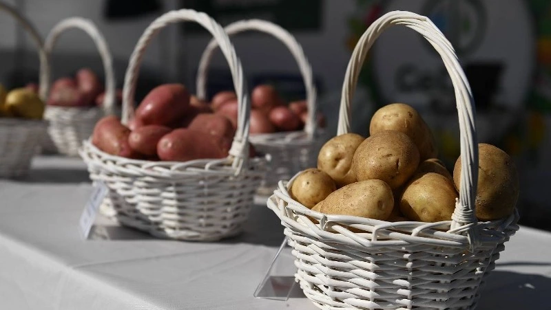 Новые сорта картофеля для местных условий испытают на Сахалине