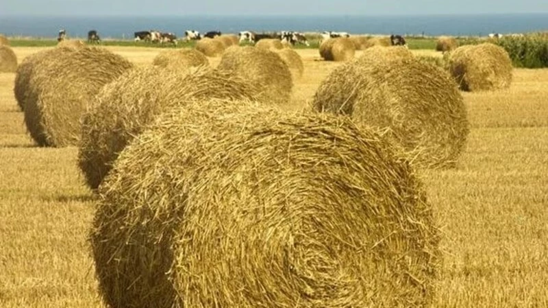 План заготовки кормов аграрии Сахалина уже выполнили на 44%