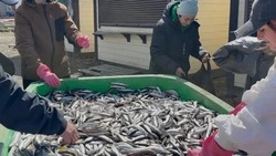 Бесплатную свежую рыбу раздадут жителям Углегорского района 30 апреля