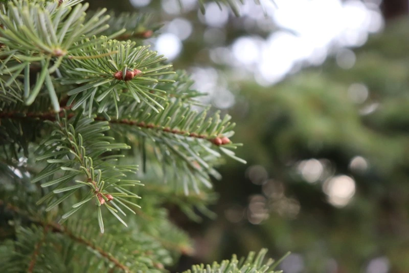 Как правильно выбрать новогоднюю елку