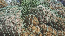 В водах, омывающих Дальний Восток, обнаружили животных, способных победить рак