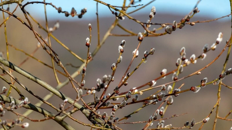 Лазарева суббота-2024: история, традиции, что нельзя делать