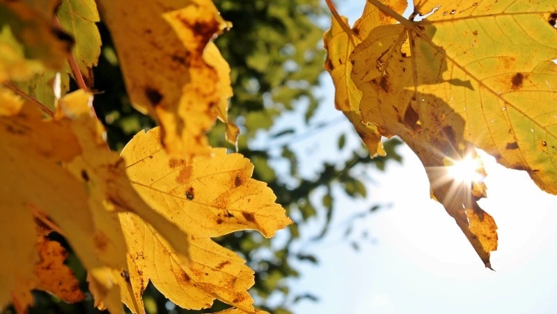 Церковный праздник 5 октября 2024: что нельзя  делать в этот день, приметы