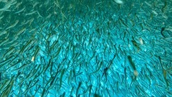 На корма для подращивания лососевых выделят миллионы рублей на Сахалине