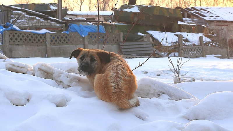 Сахалинские депутаты подключились к истории со зверским убийством собак