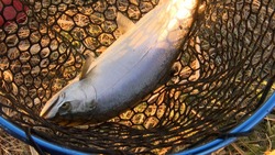 Песни для ловли симы: подборка идеальной музыки для рыбалки от Sakh.online