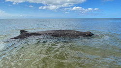 На берегу, где на мели застрял кит, продолжается отлив. Животное может полностью оказаться на суше